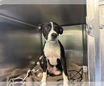 SQUASH - Female American Staffordshire Terrier-Unknown Mix Dog for Adoption - Small photo