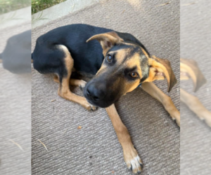 German Shepherd Dog-Great Dane Mix Dogs for adoption in San Diego, CA, USA