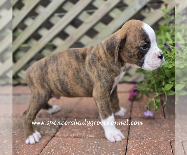 Medium Photo #10 Boxer Puppy For Sale in CABOOL, MO, USA