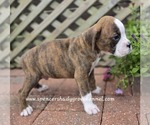 Small #9 Boxer