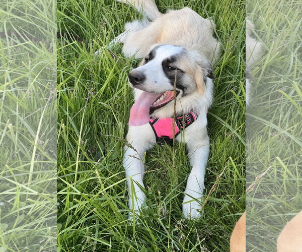 Medium Photo #1 Anatolian Pyrenees Puppy For Sale in Bend, OR, USA