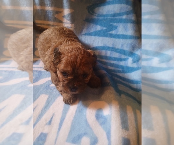 Medium Photo #2 Morkie-Yorkshire Terrier Mix Puppy For Sale in WOBURN, MA, USA
