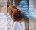 Small #1 Morkie-Yorkshire Terrier Mix