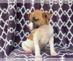 Small Photo #13 Jack-Rat Terrier Puppy For Sale in LAKELAND, FL, USA