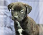 Small Labrador Retriever Mix