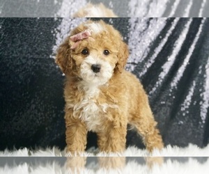 Poodle (Miniature) Puppy for Sale in WARSAW, Indiana USA