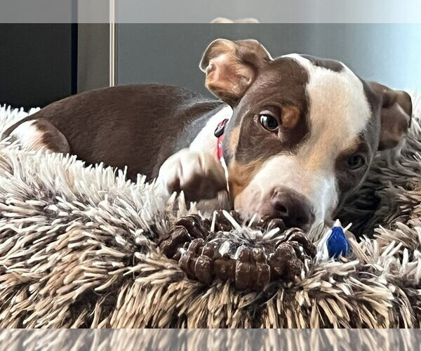 Medium Photo #8 Mutt Puppy For Sale in Oak Bluffs, MA, USA