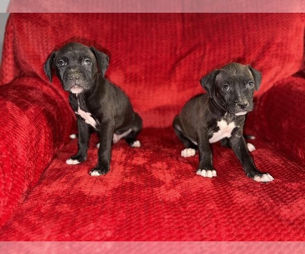 Medium Photo #4 American Pit Bull Terrier Puppy For Sale in DETROIT, MI, USA