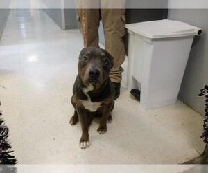 Mutt Dogs for adoption in Tulsa, OK, USA