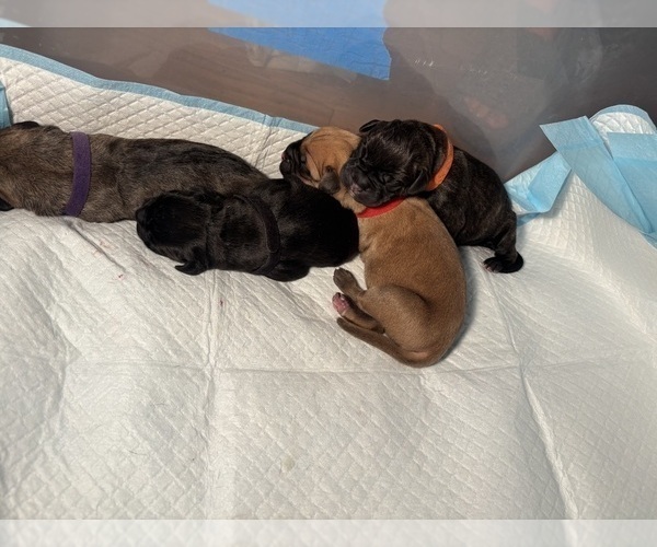 Medium Photo #25 Cane Corso Puppy For Sale in CASTRO VALLEY, CA, USA