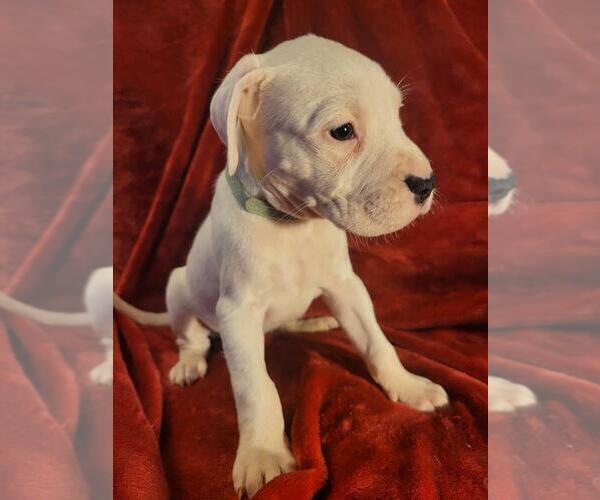 Medium Photo #6 Dogo Argentino Puppy For Sale in SACRAMENTO, CA, USA