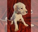 Small Photo #6 Dogo Argentino Puppy For Sale in SACRAMENTO, CA, USA