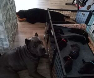 Rotticorso Puppy for Sale in REEVESVILLE, South Carolina USA