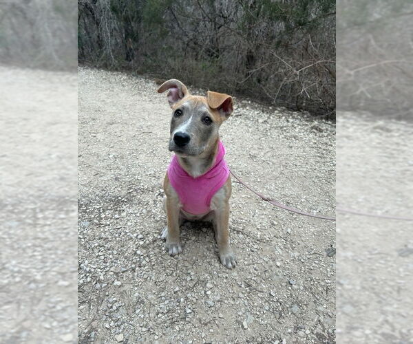 Medium Photo #22 Mutt Puppy For Sale in PIPE CREEK, TX, USA