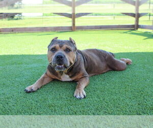 Mutt Dogs for adoption in Chestertown, MD, USA