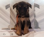 Small Photo #1 German Shepherd Dog Puppy For Sale in CLANTON, AL, USA
