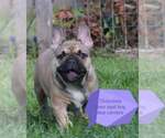 Small Photo #6 French Bulldog Puppy For Sale in Pilis, Pest, Hungary