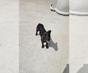 Labrador Retriever-Unknown Mix Dogs for adoption in Maquoketa, IA, USA