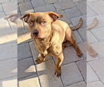 Small #4 Chihuahua Mix
