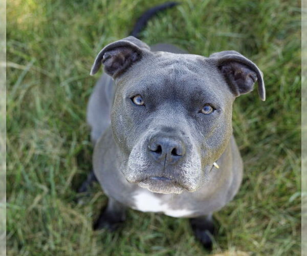 Medium Photo #6 American Pit Bull Terrier-Unknown Mix Puppy For Sale in Princeton, MN, USA