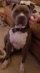 Small Photo #1 American Pit Bull Terrier Puppy For Sale in PLEASANT GROVE, UT, USA
