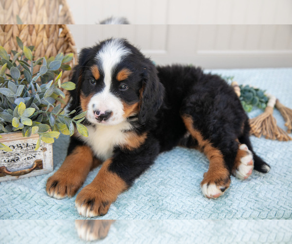 Medium Photo #22 Bernese Mountain Dog Puppy For Sale in BIRD IN HAND, PA, USA