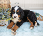 Puppy Bentley Bernese Mountain Dog