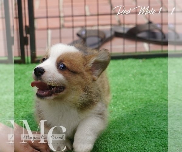 Medium Photo #15 Pembroke Welsh Corgi Puppy For Sale in CRESTVIEW, FL, USA
