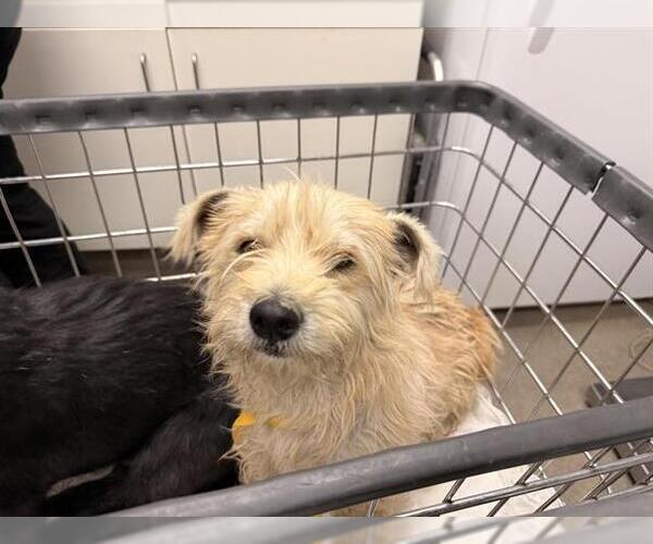 Medium Photo #1 Cairn Terrier-Unknown Mix Puppy For Sale in HESPERIA, CA, USA