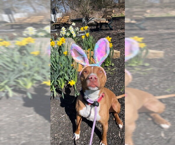 Medium Photo #10 American Pit Bull Terrier-Blue Lacy Mix Puppy For Sale in Rockaway, NJ, USA