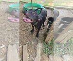 Small #1 Mutt