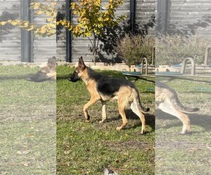 German Shepherd Dog-Unknown Mix Dogs for adoption in Rowlett, TX, USA