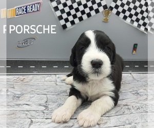 Saint Berdoodle-Sheepadoodle Mix Puppy for sale in MILLVILLE, MN, USA