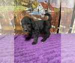 Puppy Joe Labradoodle
