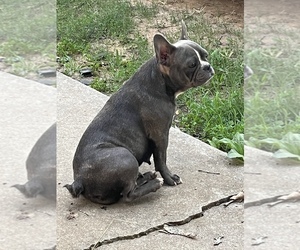 Mother of the French Bulldog puppies born on 04/25/2022