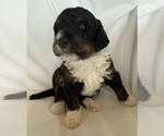 Small #9 Bernedoodle mix (+ Poodle Standard)