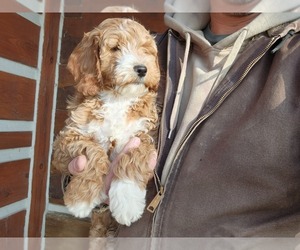 Cockapoo Puppy for sale in GOSHEN, IN, USA