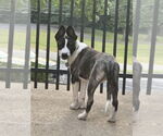 Small #3 Sheprador