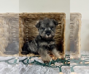 Schnauzer (Miniature) Puppy for sale in GREENFIELD, IN, USA