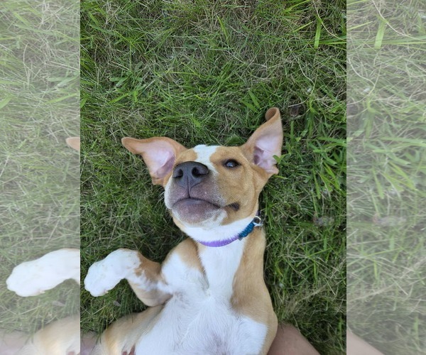 Medium Photo #7 Mutt Puppy For Sale in Crystal, MN, USA