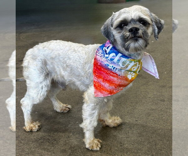 Medium Photo #2 Shih Apso Puppy For Sale in Newport Beach, CA, USA