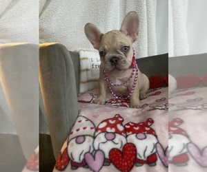French Bulldog Puppy for sale in CHICAGO, IL, USA