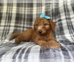 Small #4 Goldendoodle (Miniature)