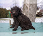 Puppy Johanna Miniature Labradoodle