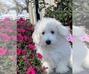 Coton de Tulear Puppy for sale in CANOGA, NY, USA