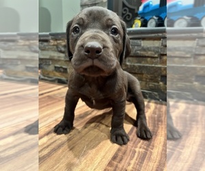 Labralas Puppy for sale in LAKEVILLE, MN, USA