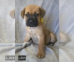 Puppy Lilith Cane Corso