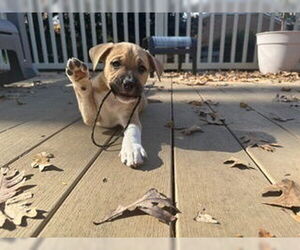 Labrador Retriever-Unknown Mix Dogs for adoption in Raleigh, NC, USA