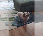 Small #2 Poodle (Miniature)