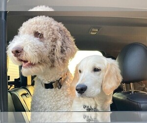 Father of the Goldendoodle puppies born on 11/05/2025